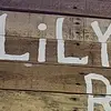 🤠Urfav lily🤠 - @lorettaspangler - TikTok