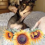 Loretta Staley - @wildchildbychoice - Instagram