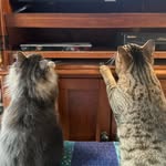 Armando and Loretta Swift - @the_swiftkitties - Instagram