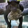🐾💯LORETA DANIELA💯🐾 - @loretta_walker_ - TikTok