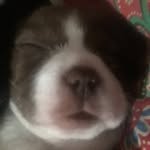 Lori Alvarez - @lorialvarez_love_paws - Instagram