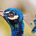 Lori Angus - @chickeebillion - Instagram