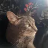 Lori Vajretti Arena - @lori.vajretti.are - TikTok