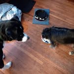Lori Wogomon Longenecker-Babb - @jalapanese - Instagram