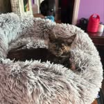 Lori Ballinger - @bbcatrescue - Instagram