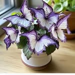 Lori Ballou Carr - @cloric1967 - Instagram