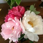 Lori Banach - @lollykauai914 - Instagram