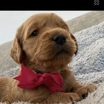 Lori Bartley - @bailey.of.insta.doodle - Instagram