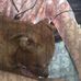 Lori Beswick - Facebook