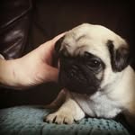 Lorianne Bilodeau - @loriannebilodeau - Instagram