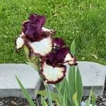 Lori Blasing - @blasinglori - Instagram