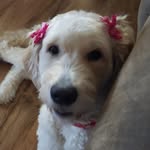 Lori Blasingame Belschner - @loriblasingamebelschner - Instagram