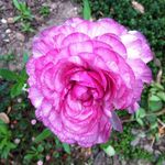 Lori Bohn Vastola - @loribohnvastola - Instagram