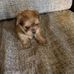 Lorrie Boston - Facebook