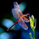 Lori Botkins - @loribotkins - Instagram
