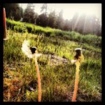 Lori Bowlin - @lorisisson777 - Instagram