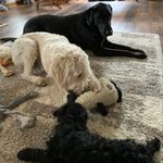 Lori Escott-Bratcher - @mila_and_lolabug_and_frankie - Instagram