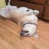 Otis to the rescue - @loribratcher249 - TikTok