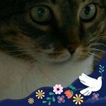 Lori Harbrecht - @loriharbrecht - Instagram