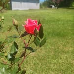 Lori Brister - @superbrister.lb - Instagram