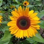 Lorraine C. Buser - @ivygirl55 - Instagram