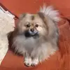 Loris - @loriscarlini1 - TikTok