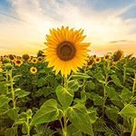 Lori Catron - @lori.catron.3 - Instagram