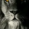 lori.catt - @lori.catt - TikTok