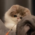 Wang Jiayi - @loriisycattery - Instagram