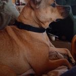 Lori Champagne - @lori92648 - Instagram