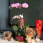 Lori Cheng - @lori_cheng6 - Instagram