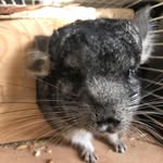 Lori - @lori_chinchilla - Instagram