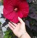 Laurie Christopherson - Facebook