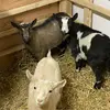 Lori Conklin - @lori.in.alaska - TikTok