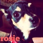 Lori Copenhaver - @loricopenhaver - Instagram