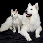 Lori Costanza - @beautifulpuppysites - Instagram