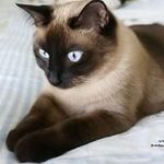 Lori Cottingham - @loricottingham - Instagram