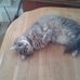 Lorraine Cottingham - Facebook