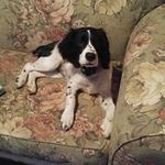lorrie cottle - @lorriecottle - Instagram