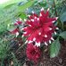 Lori Crockett - Facebook