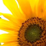 Lori Crowell - @lorisc123 - Instagram