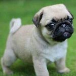Lori Crowley - @crowley8603 - Instagram