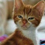 Lori Cullen - @pawfect28 - Instagram