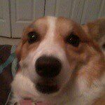 Lori Traina Cullen - @loriloverofanimals - Instagram