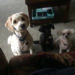 Lori Cunningham - @3dogmomma - Instagram