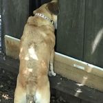 Lori Curran - @crazyk9kids - Instagram