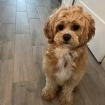 Lori Tranchina Daigle - @lorimastioriv - Instagram
