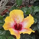 Lori Darrow Niemuth - @loridarrowniemuth - Instagram