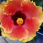 Lori Demars - @floridaliving62 - Instagram