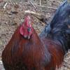 lorielakediorio8 - @lorielakediorio8 - TikTok